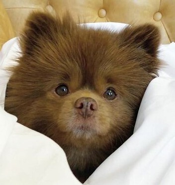 The aspirational future pomeranian