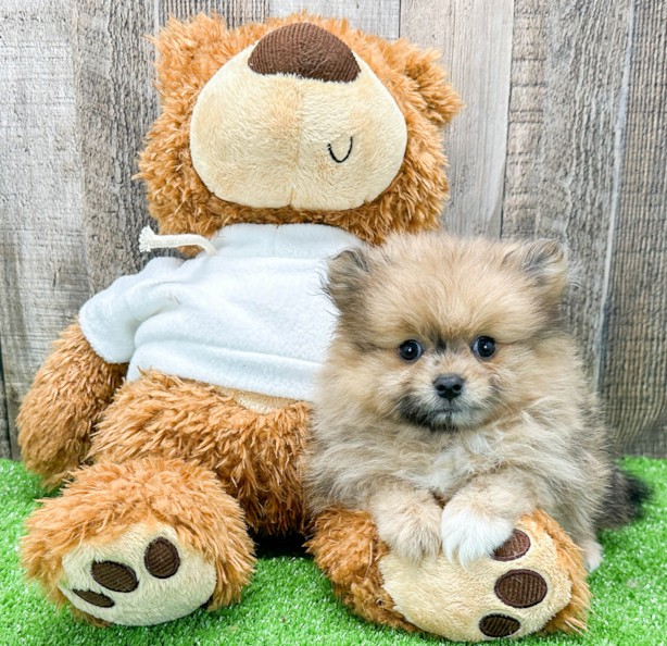 A bear and a pomeranian, together at last