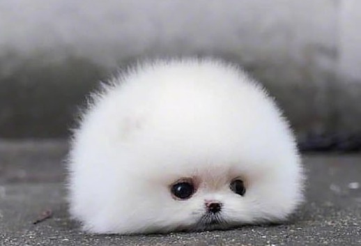 A small fluffy pomeranian