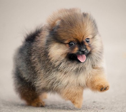 A pomeranian mid-leap
