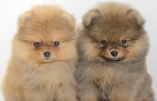 Marshmallow-like pomeranian puppies
