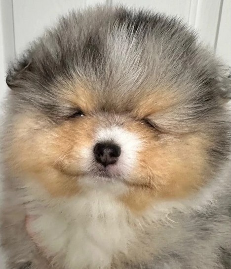 A drowsy pomeranian plotting empire
